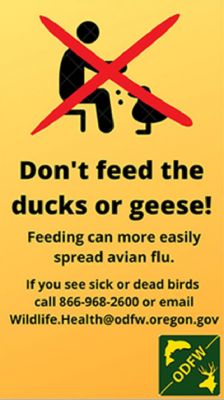 Avian flu warning