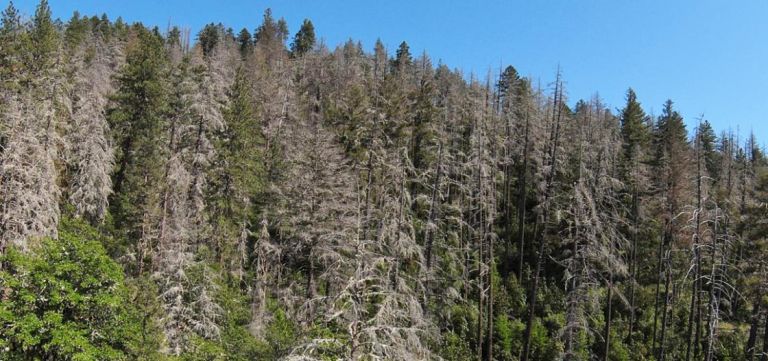 Douglas fir in decline in Klamath Mountains.