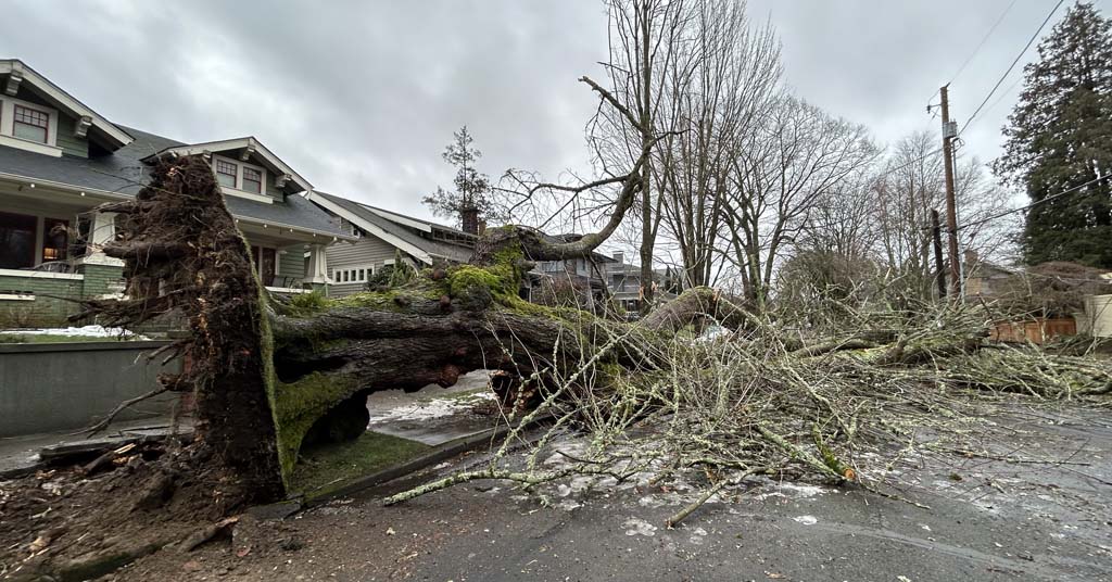 Fallen tree in Portland's Laurelhurst neighborhood