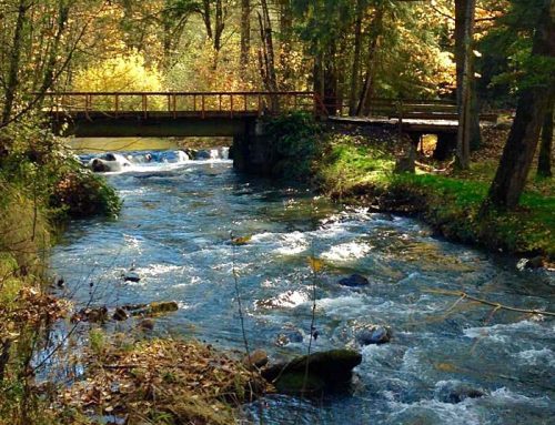 Proposal denied for dam near Oregon’s Silver Falls State Park