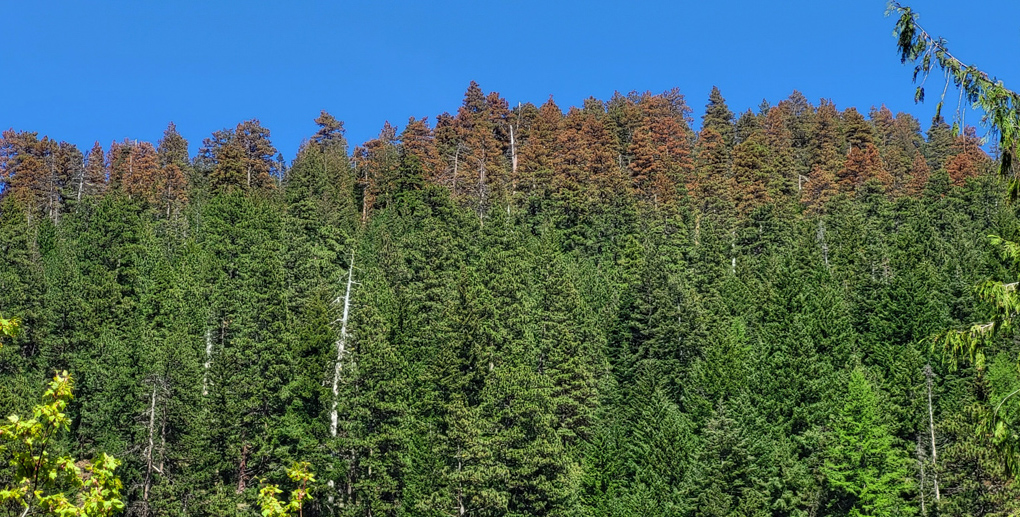 Dying trees in Oregon