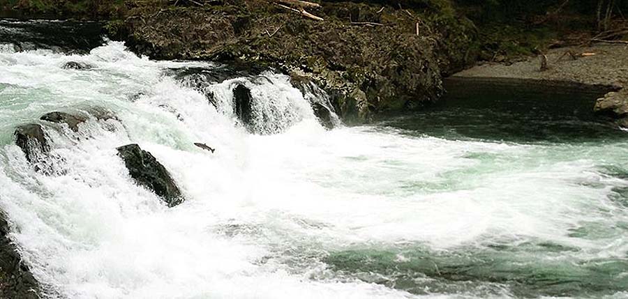 Paradise Falls, Skamania County, Washington - Northwest Waterfall Survey