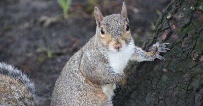 Eastern gray squirrel at Portland State University