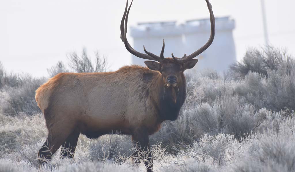 Bull elk at Hanford Site