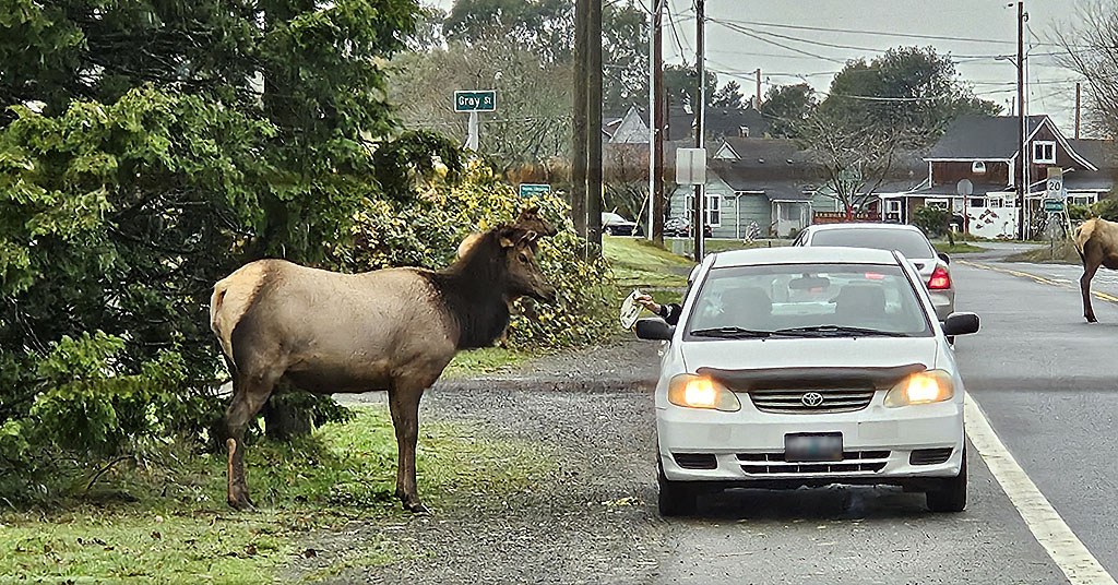 Car passenger feeds elk on Oregon Coast