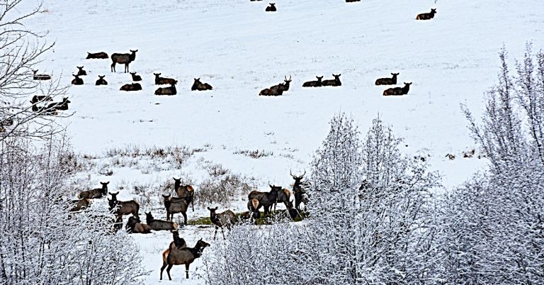 Elkhorn Wildlife Area. Image: Baker City Herald