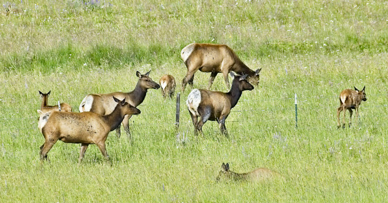 Elk in Oregon