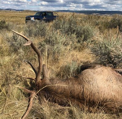 Poached elk bull, Oregon