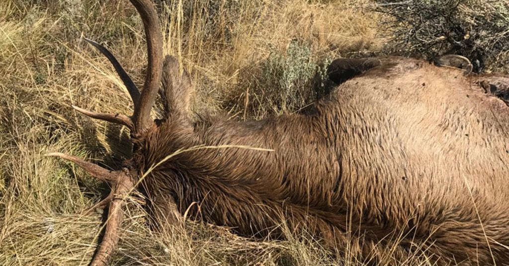 Poached bull elk