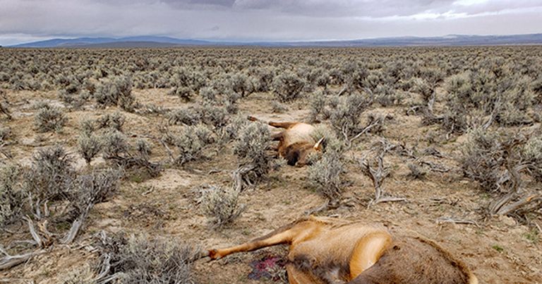 Elk poaching Harney County