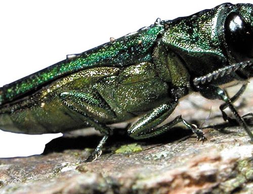 Tree-killing beetles are in Portland. Is Washington next?