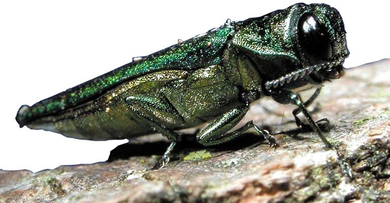 Emerald ash borer beetle close-up image
