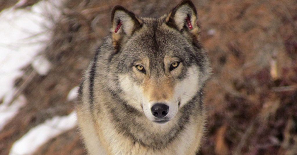 Wolf populations in crease in Washington.