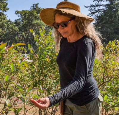 Inspecting blueberries