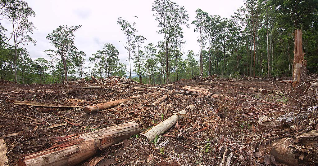 Forest logging in Australia