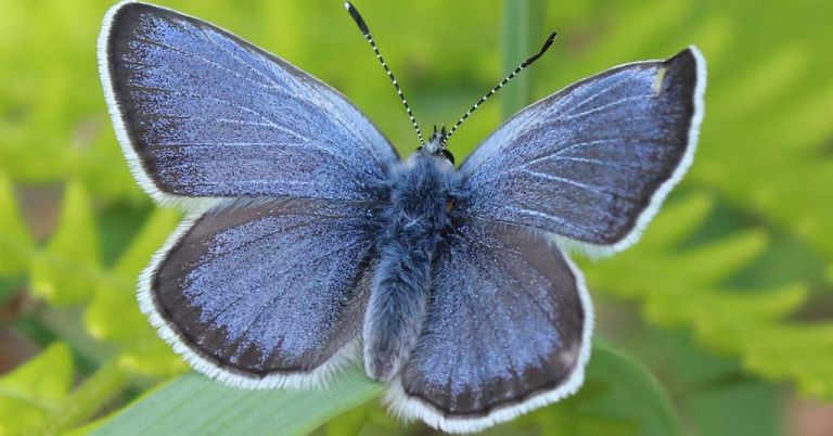 Fender’s blue butterfly in Oregon.
