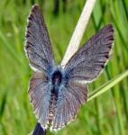 Fender's blue butterfly photo by USFWS