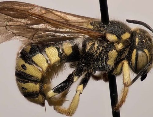 8 new Washington bee species identified