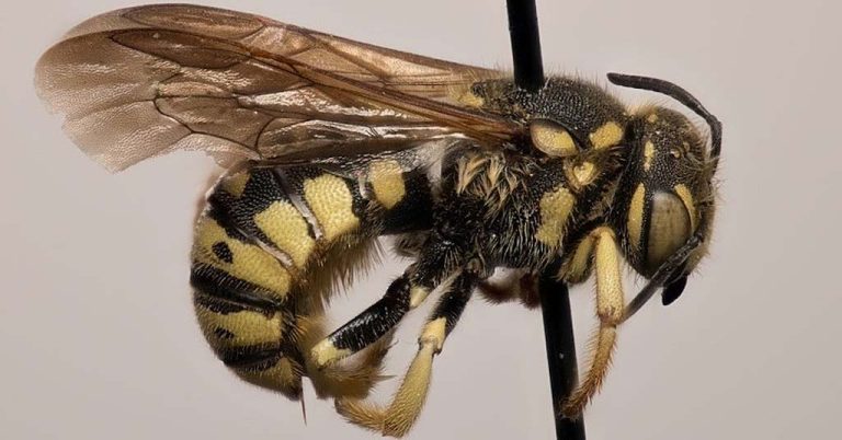 Female Dianthidium singulare bee