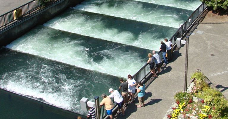 Fish Ladder, Bonneville Dam, Columbia River