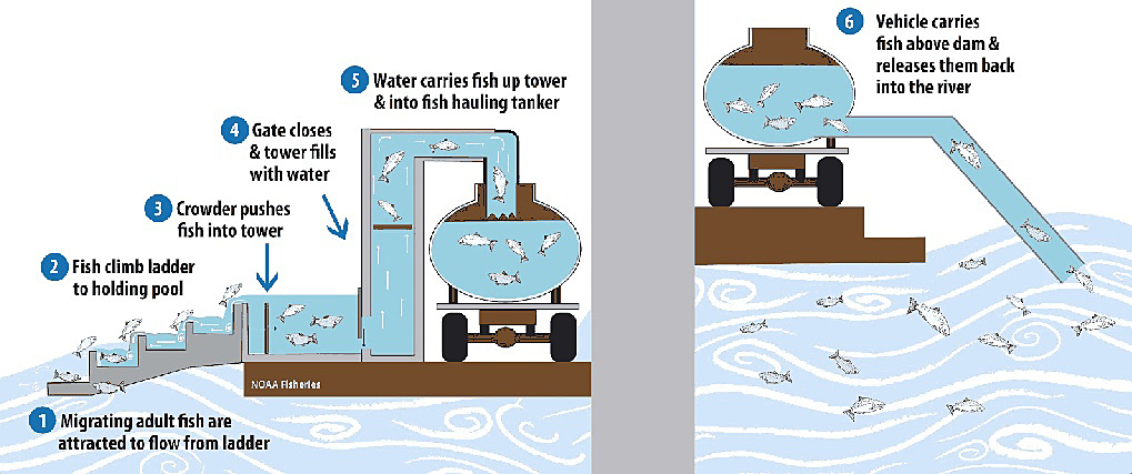 Infographic illustrates how fish are taken from a water source, "trapped" in a tanker truck and "hauled" to another point to be released back into the water.