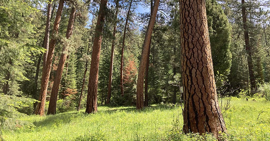 Forest Stand in Wallowa-Whitman National Forest