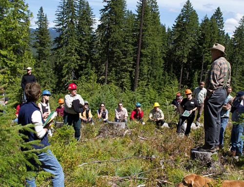 Divide and conquer: Trump’s plan to stop loggers and environmentalists from talking