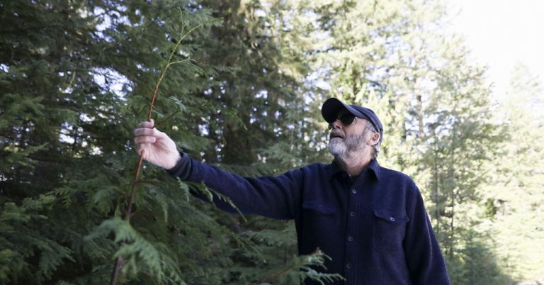 Peter Beedlow, scientist at the Environmental Protection Agency, holds the top of a young Western Red Cedar