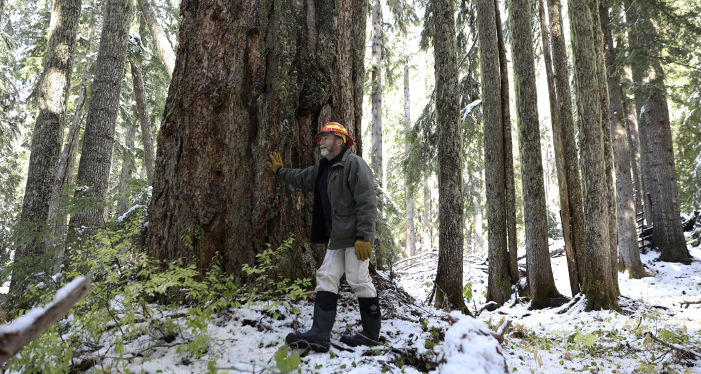 Old growth in Oregon