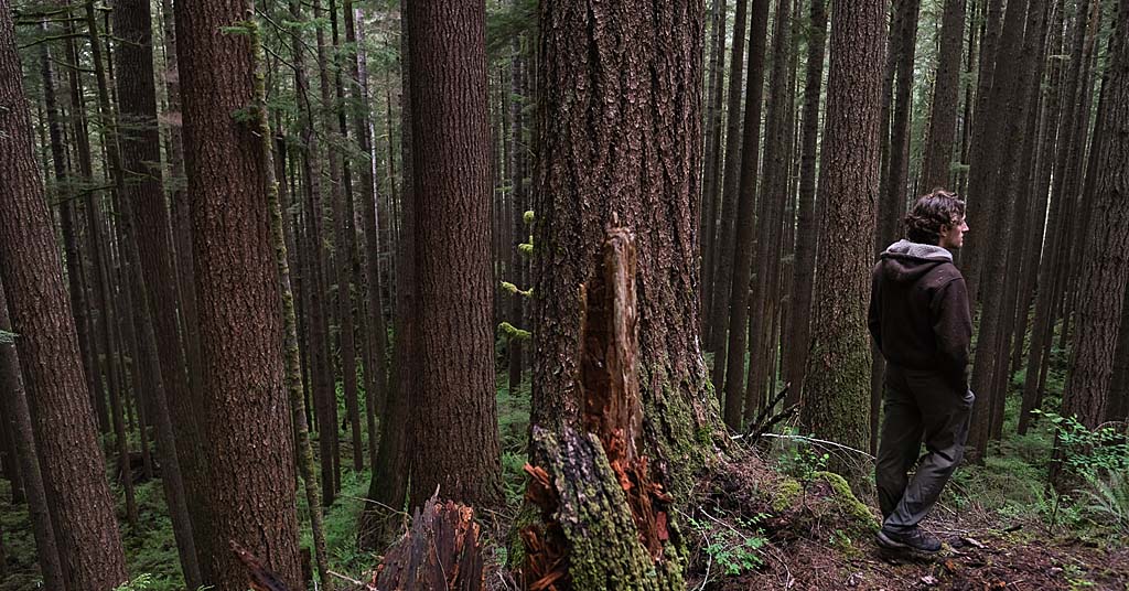 Freedom timber sale, Josh Wright