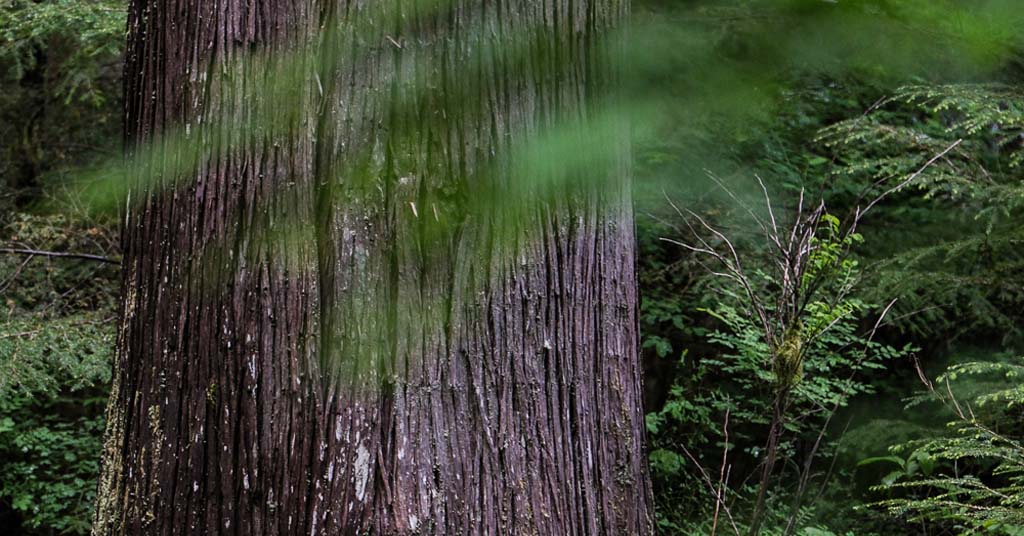 Freedom timber sale, western red cedar