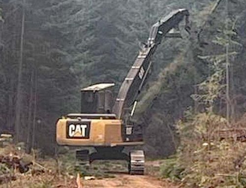 A fuel break project near Mount Hood could remove old-growth, critics say