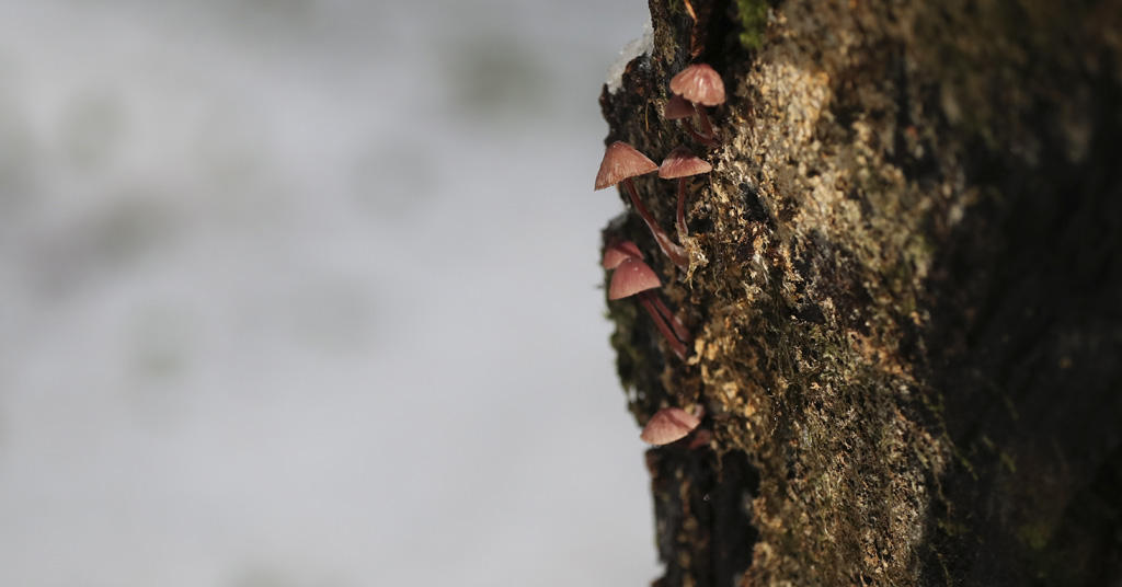 Mushrooms grow on a fallen Noble fir tree