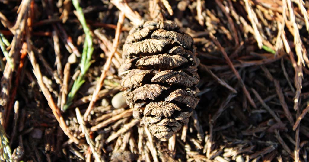 Giant sequoia cone