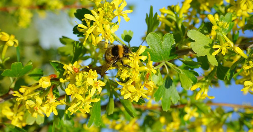 Golden currant