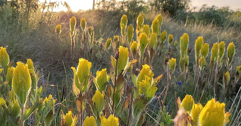 Golden Paintbrush