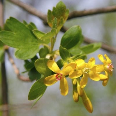 Golden currant by Dan Mullen 2010 photo