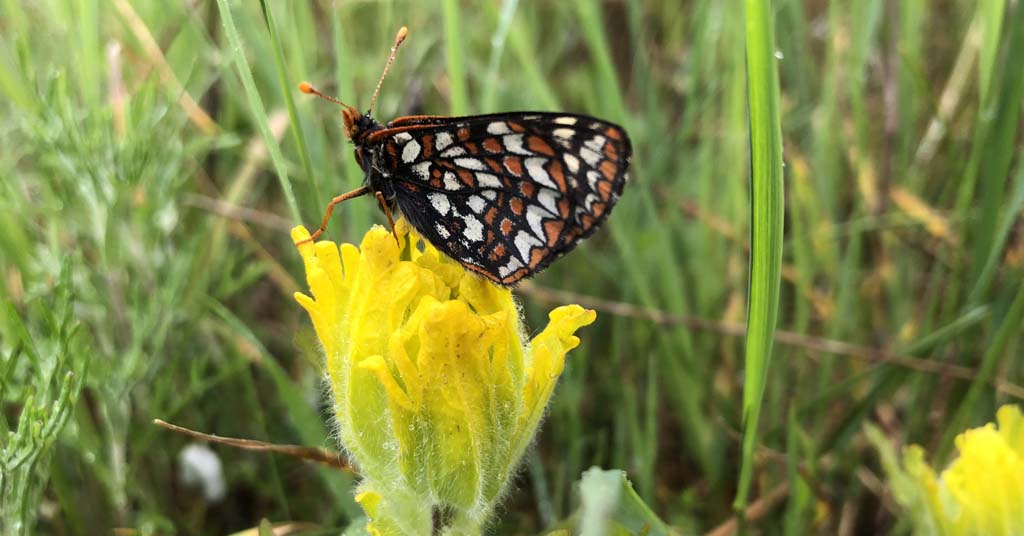 Golden paintbrush with endangered Taylor's checkerspot butterfly