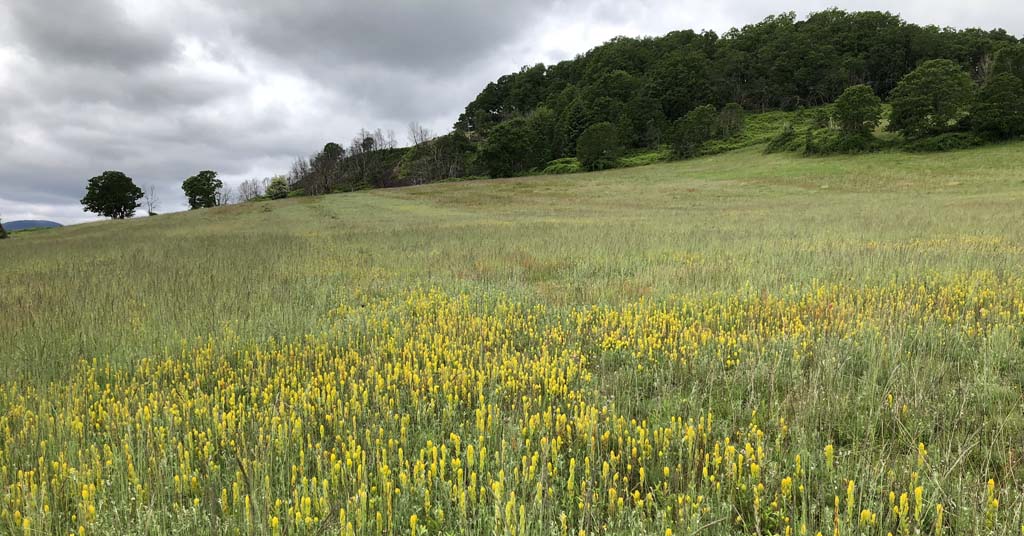 Golden paintbrush in a field