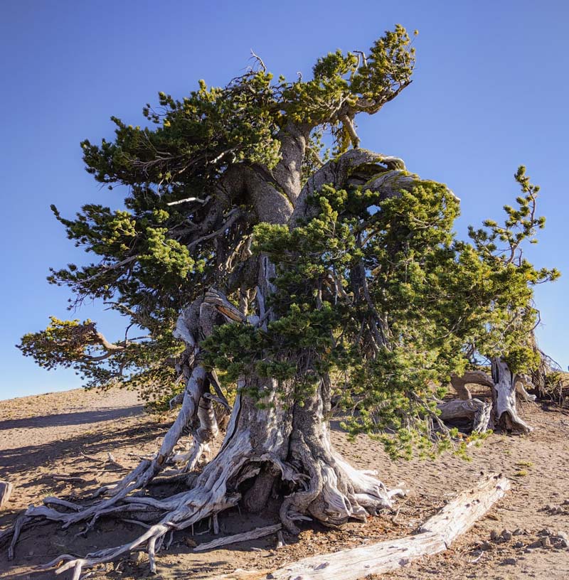 Whitebark Pine, Grandmother Tree, Crater Lake National Park