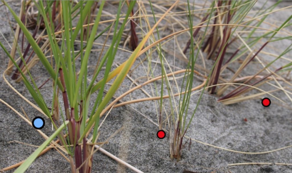 Beach grass types in Oregon