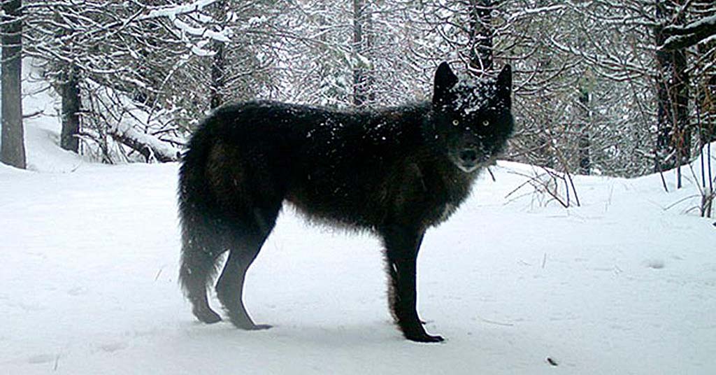 A wolf in northern Wallowa County, Oregon
