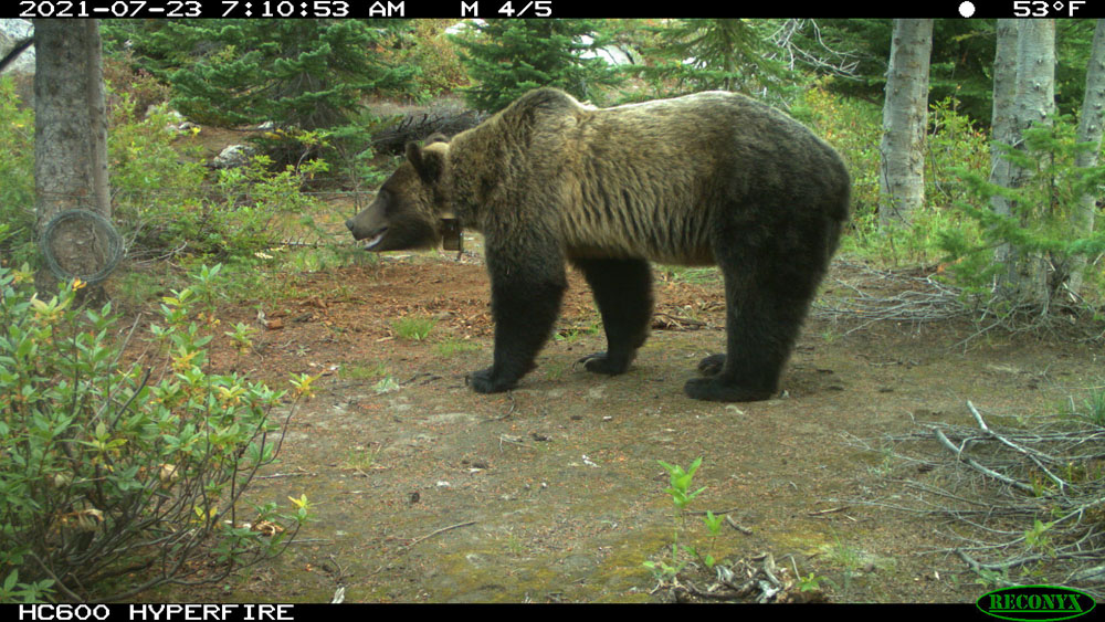 Grizzly in Selkirks pen by USFWS