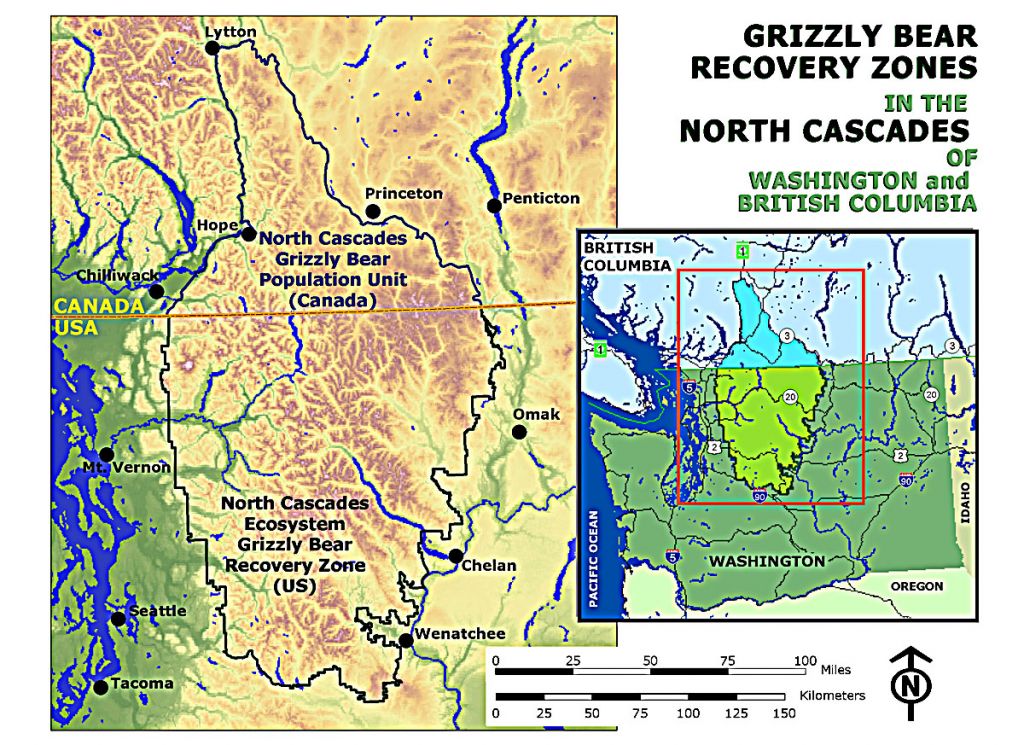 Government to consider transplanting grizzlies to Cascades - Columbia  Insight