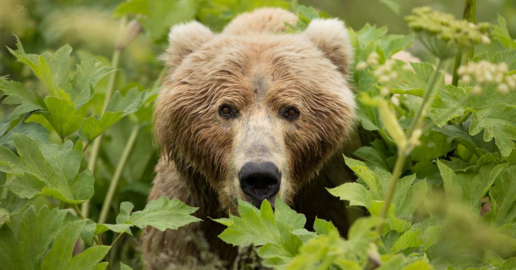 Grizzly stares out from brush in Alaska