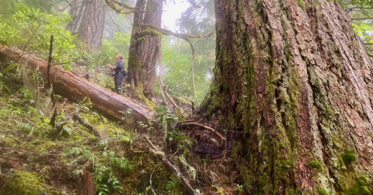 Old growth in H.J. Andrews Forest during bird census study, photo by Matt Betts