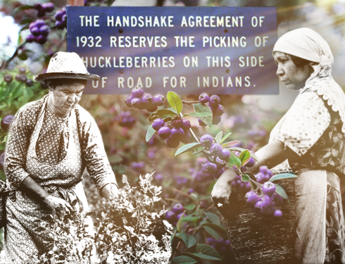 Why the Forest Service is examining its ban on commercial huckleberry picking