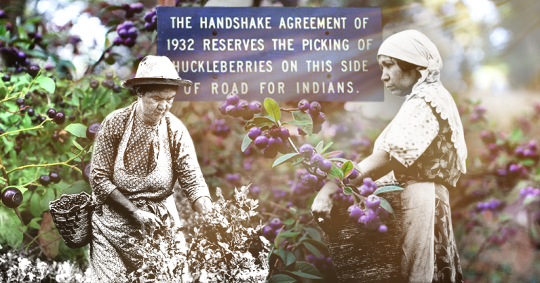 Collage of Native American women picking huckleberries