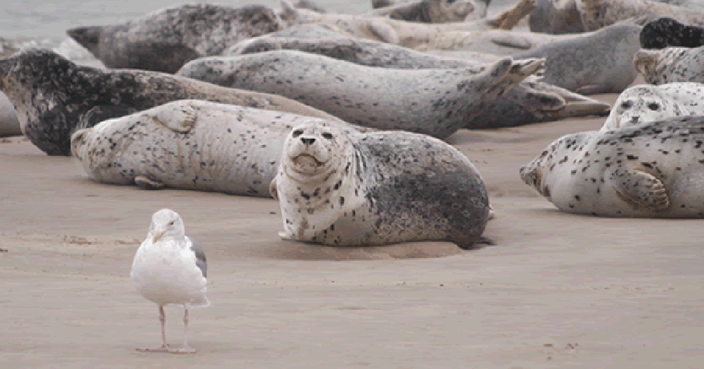 Harbor seals on beach with gull