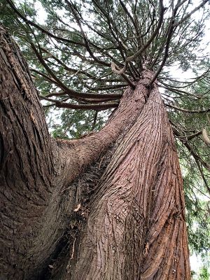 Healthy Western Redcedar